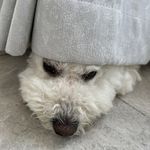 桃福18