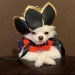 sir_dog