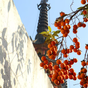 Vol.26 用建规景的视角看苏州 | 到底是怎样的远大前程让我们将四季都错过