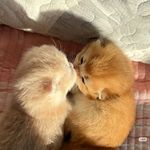 宇宙大猫咪