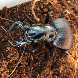 大王虎甲