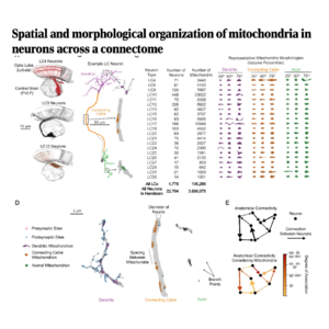 349-Spatial organization of mitochondria in neurons