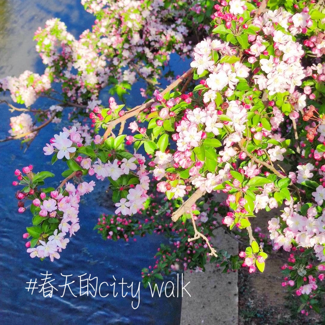 EP38-春天的city walk｜快乐只需50块（不到） episode artwork