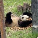 嘿嘿吼11