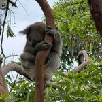 小象不会用左手