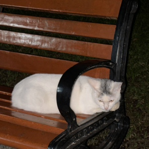 跟认识一周多的网友夜闯公园的游乐园