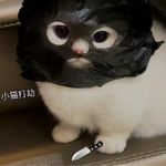 猫粮能吃三大碗