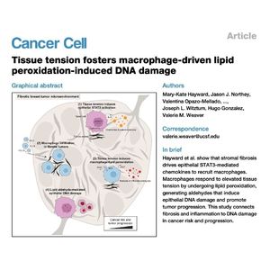 1004-Tissue tension fosters DNA damage
