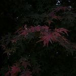懿米