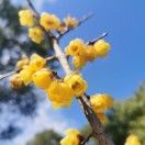 加拉帕戈斯河狸
