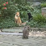 猫猫虾