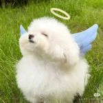 王王碎冰冰_6W5c