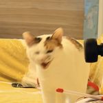 圆苞