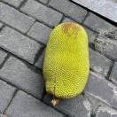 菠萝菠萝蜜_kULO