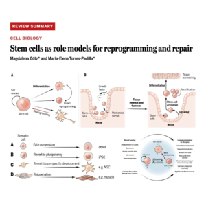 056-Stem cells for reprogramming and repair