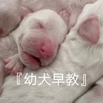 姚帮幼犬到家1