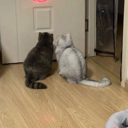 阿嘉努力学英语