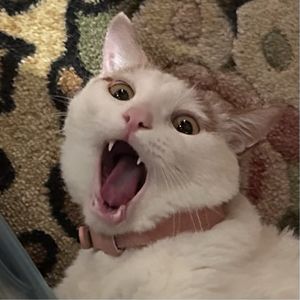 podcaster-avatar