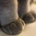 师级老鼠团级猫