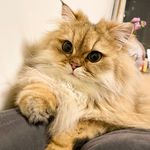 小艾IirisI