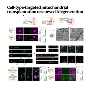 889-MitoCatch: Mitochondrial Transplantation therapy