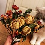 不会飞的吴小灰