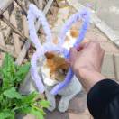 18岁橘猫少年