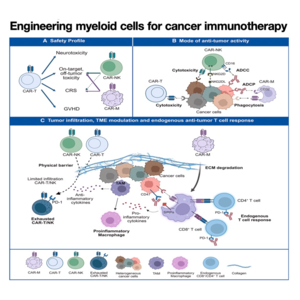 156-Engineering Myeloid Cells for Cancer Immunotherapy