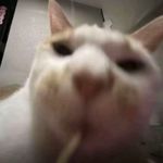 天才薯角