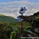 苍山绿绒蒿