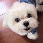 林中卤