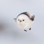秋晚肆棠