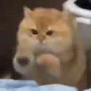 鸡脚公主