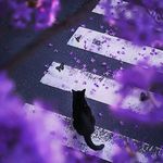 白展瓷