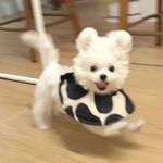 飘儿会