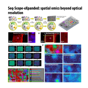 568-Seq-Scope-X: Submicrometer Spatial Multi-omics