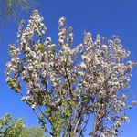 空心菜啊