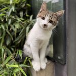 路边一丛花