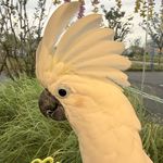 kakatooooo
