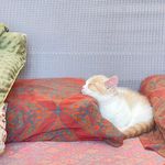 李吉丫观察世界啤的不喝