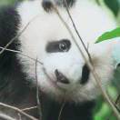 panda奇遇