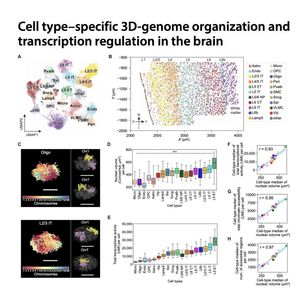 897-3D Genome Organization and Regulation in Brain