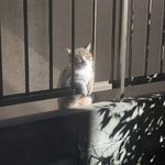 咖啡机器猫