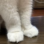 周炎_kkSY
