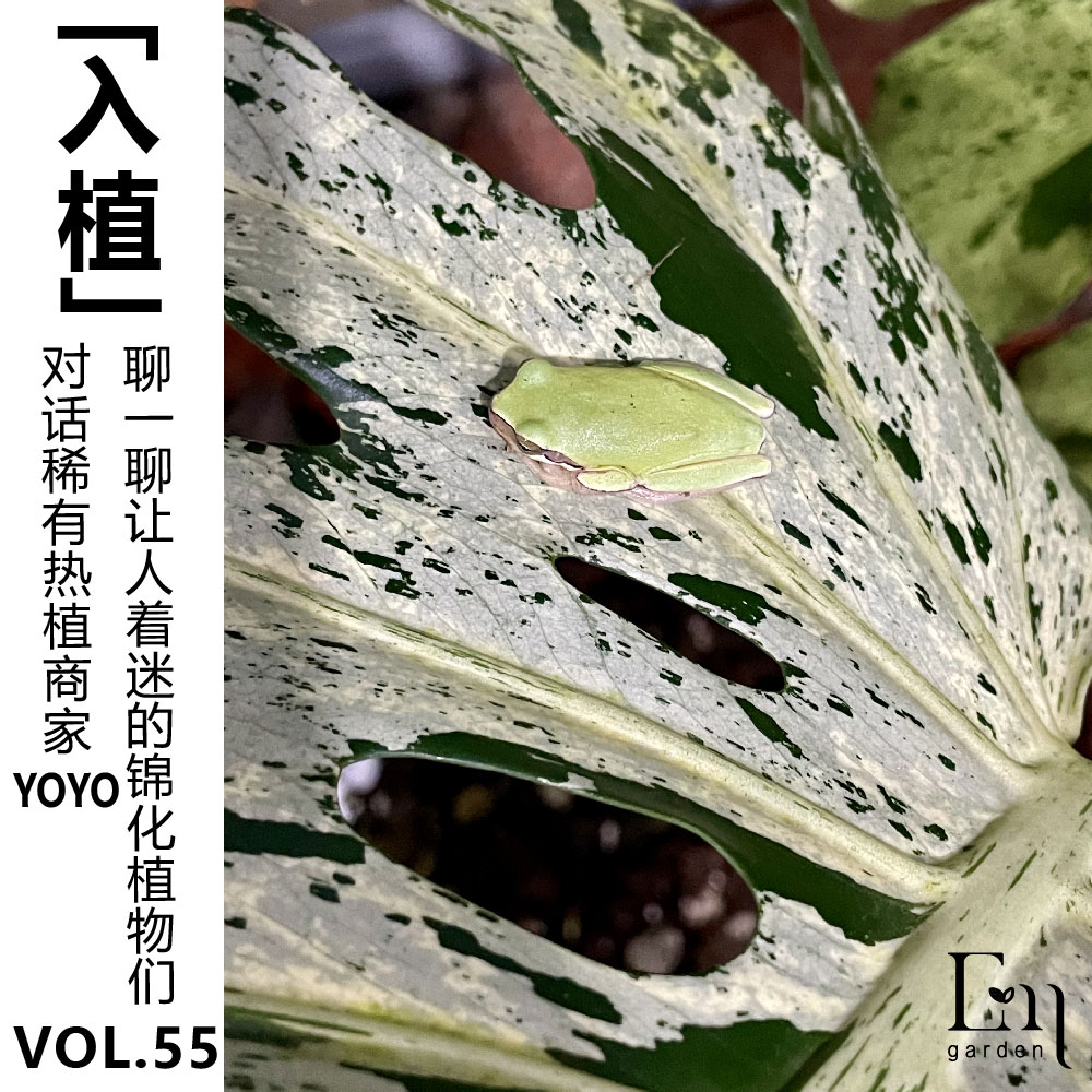 cover of episode Vol.55【入植】对话稀有热植商家YOYO，聊一聊让人着迷的锦化植物们