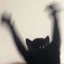 爱猫斯基摩人