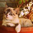 猫猫头_7bJN