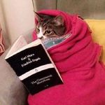 猫犯了哈