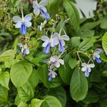 沐芓