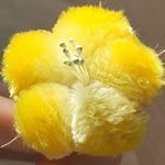 Lemonnnnade